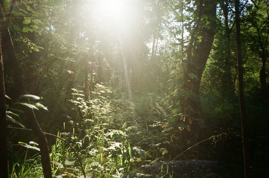 Sunlight filtering through trees